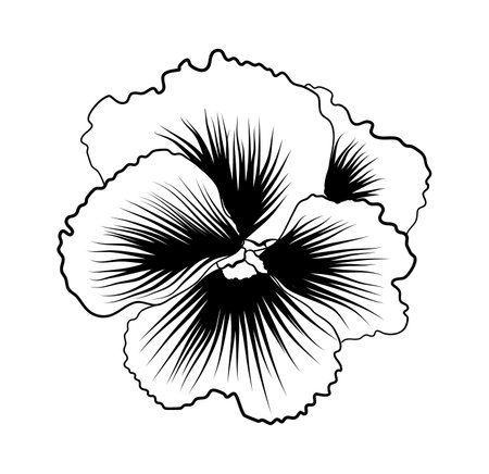 hand-drawn flower pansies vector illustrationのイラスト素材