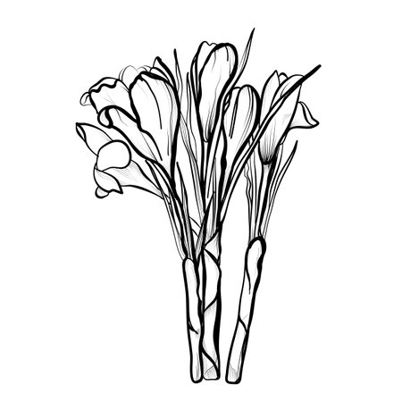 hand drawing of a bouquet of crocuses vectorのイラスト素材