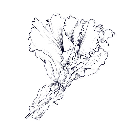 hand drawing of a bunch of lettuce leaves vectorのイラスト素材
