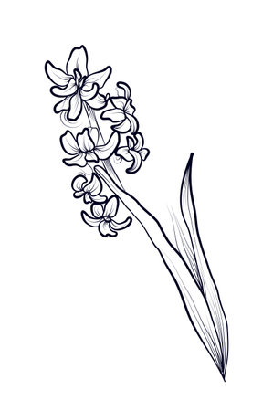 hand-drawn hyacinth flower vector illustrationのイラスト素材