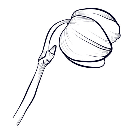 hand-drawn phalaenopsis orchid bud vectorのイラスト素材