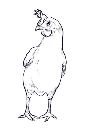 hand drawn chicken vector illustrationのイラスト素材