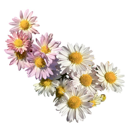 a group of flowers of multicolored chrysanthemums isolated from the backgroundの写真素材