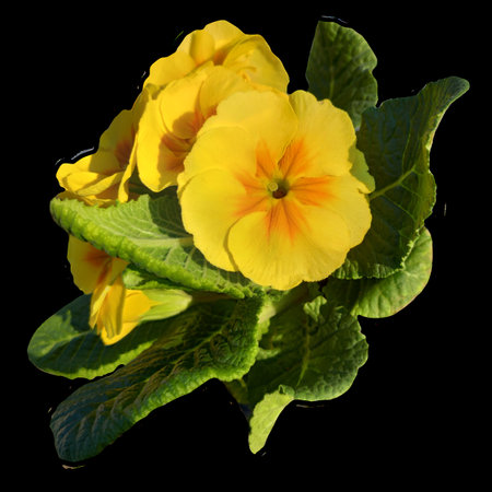 a group of yellow primrose flowers isolated from the backgroundの写真素材