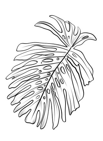 black and white hand-drawn drawing of a Monstera plant leaf vectorのイラスト素材