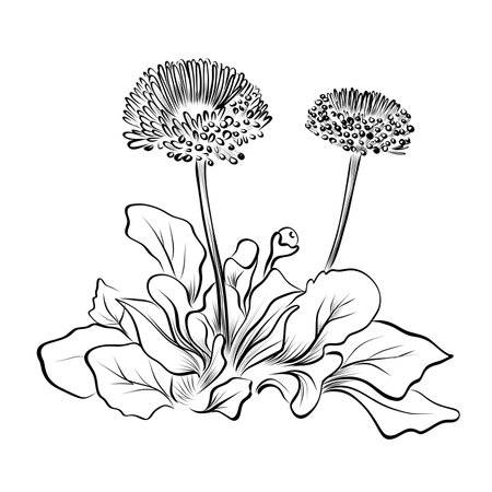 Daisy Flower Group Hand Drawing Vectorのイラスト素材