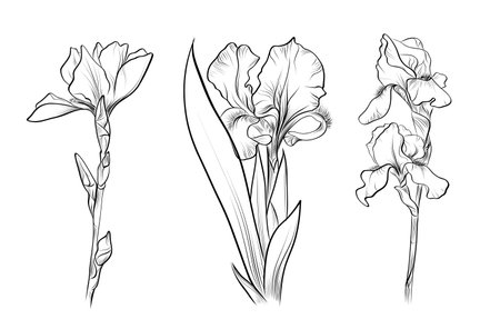 Iris flower sketch set botanicalのイラスト素材