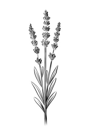 Lavender plant botanical sketch vectorのイラスト素材