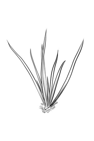 Onion plant with long leaves isolated vectorのイラスト素材