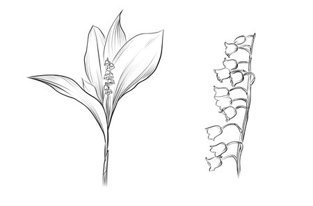 Lily of the valley botanical flowers set vectorのイラスト素材