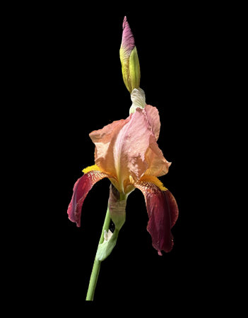 Bearded iris flower with bud in burgundy tones on transparent background