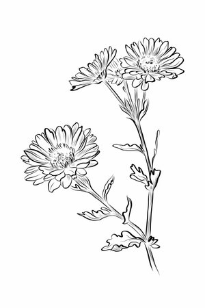 Chrysanthemum bouquet with detailed flowers vectorのイラスト素材