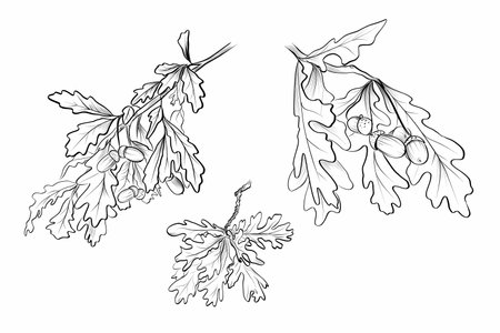 Autumn oak leaves sketch vectorのイラスト素材