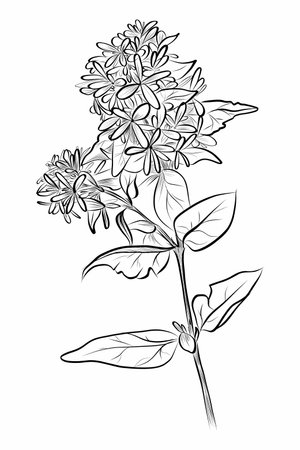 Abelia flower detailed hand drawn sketch vectorのイラスト素材