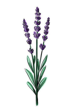 Hand drawn lavender flower stem sketch vectorのイラスト素材