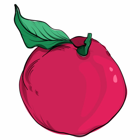 Pomegranate fruit hand-drawn vectorのイラスト素材