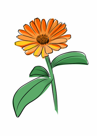 Marigold flower botanical illustrationのイラスト素材