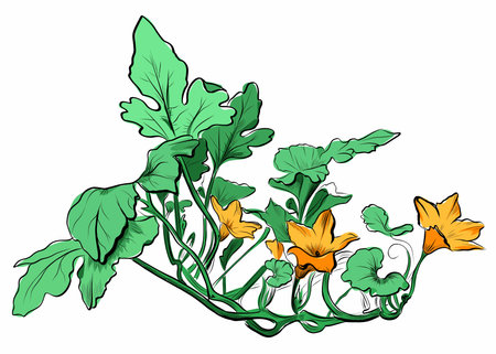 Zucchini vine with yellow flowers and green leaves illustrationのイラスト素材