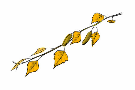 Birch branch with yellow autumn leaves realistic vector illustrationのイラスト素材