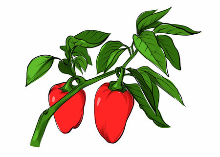 Red bell peppers on plant branch illustrationのイラスト素材