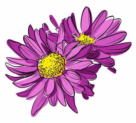 Purple chrysanthemums bouquet hand drawn illustrationのイラスト素材