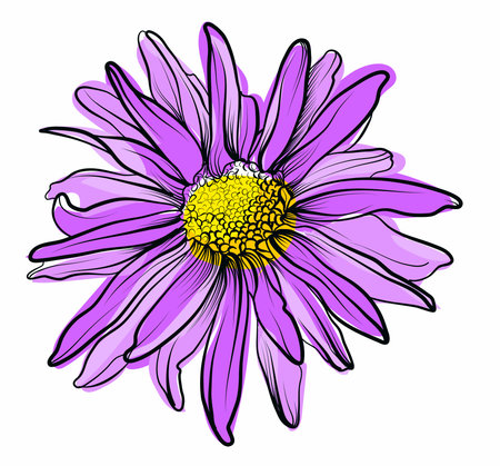 Single purple chrysanthemum blossom hand drawn vectorのイラスト素材