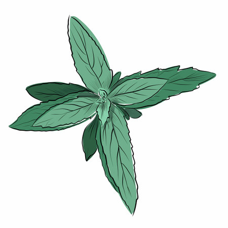Fresh green mint leaves top view illustrationのイラスト素材