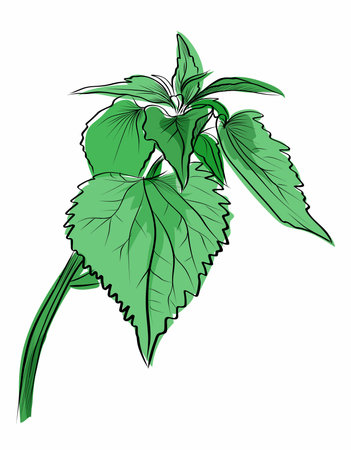 Hand drawn green nettle plant close upのイラスト素材