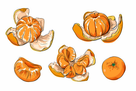Set of peeled and whole tangerines with segmentsのイラスト素材
