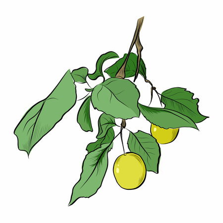 Hand drawn branch of yellow cherry plum with green leaves vector illustrationのイラスト素材