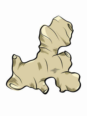 Ginger root beige botanical vector illustrationのイラスト素材