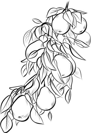 Pears cluster on branch with leaves botanical hand drawn illustration vectorのイラスト素材