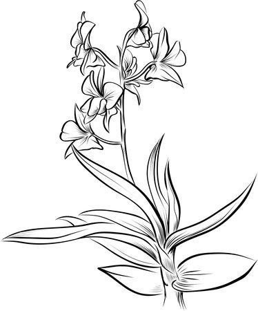Cambria orchid branch with blossoms detailed botanical hand drawn illustration vectorのイラスト素材