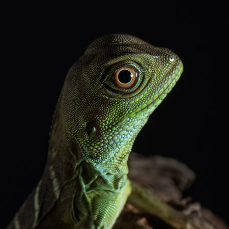 Chinese water dragon portrait on black background. Green lizard. Pet in studio.の写真素材