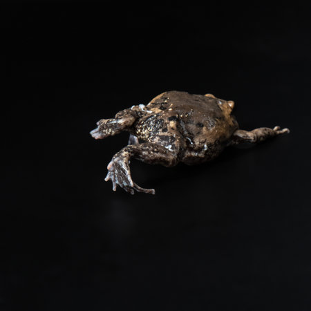 Banded bullfrog studio shot. Kaloula pulchra jumping on black background. Exotic pets back. Grumpy...