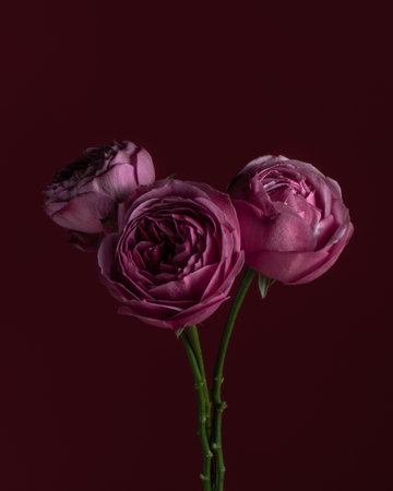 Three purple peony roses on dark background. Flower atmospheric postcardの写真素材