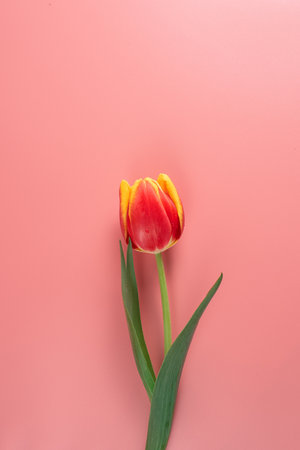 Lovely red and yellow tulip on a bright pink background. Colorful postcard with spring flowers. International Womens Dayの写真素材