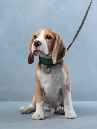 portrait of beagle with collar and leash. Puppy studio shot. Pet on a blue background