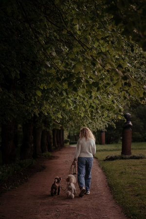 Curly blonde walking with two toy poodles in the park. Dogs with owner outdoor shot. Pets in summer garden.の写真素材
