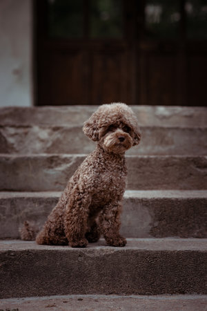 Brown toy poodle sits on the stairs Dog in the city at sunset. Cute little petの写真素材