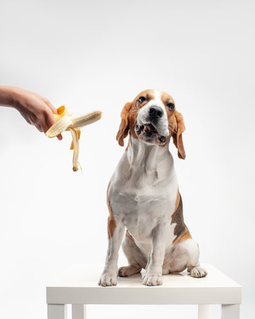 Dog refuses to eat banana with grumpy face. Emotional beagle in studio on white background. Pet with fruits.の写真素材