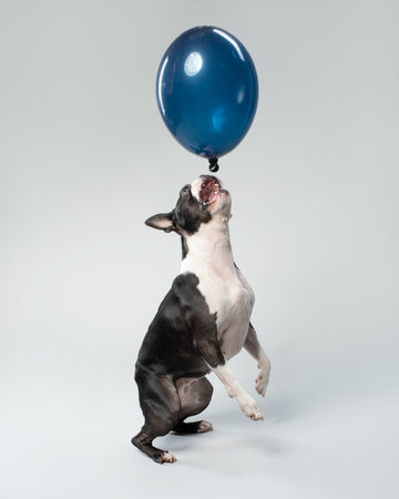 Dog catches a blue balloon on a white background. Black and white Boston Terrier jumping. Pet in motion studio shot.の写真素材