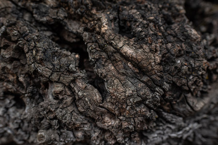 Texture of old wood with cracks and holes. Dark bark of an old tree close-up.の写真素材