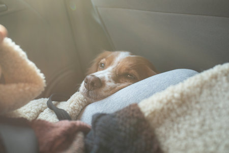 Spaniel sitting on the floor in the car. The dog travels with his owners. Pet laids head in the girls lap in the car top view. Horizontal photo. Suns rays in the photoの写真素材