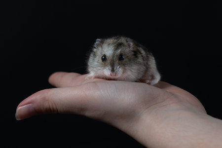 A small gray hamster sits in the palm of a girl. Portrait of baby Djungarian hamster on a black background. Studio shot of isolated fluffy pet.の写真素材