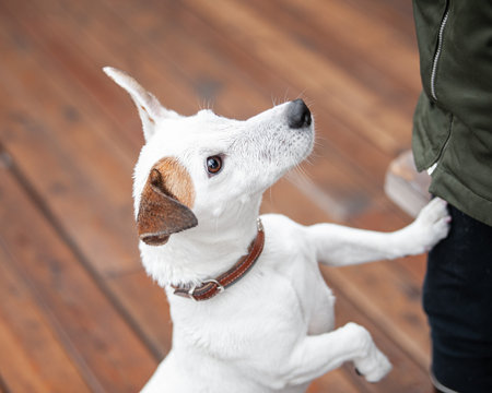 Jack Russell Terrier stands on its hind legs close-up. The dog in brown collar put its paw on the mans leg. Pet and owner top view photoの写真素材