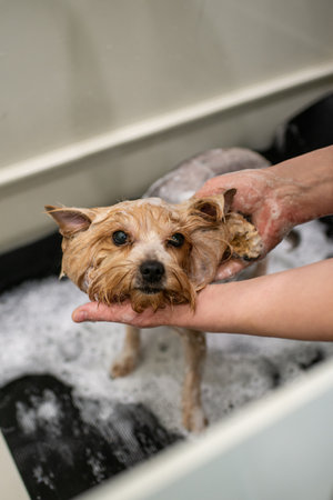Yorkshire terrier is washing at the grooming. Small dog is washed in the bathroom. Pet in the foam with groomers hands. Vertical photoの写真素材
