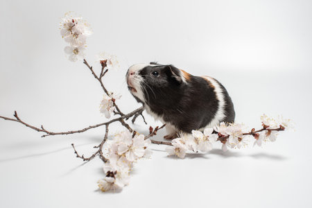 Tricolor smooth-haired guinea pig on a white background. Portrait of a cute rodent with a cherry blossom tree. Studio pet portrait. Horizontal photo, isolated on white with shadowの写真素材