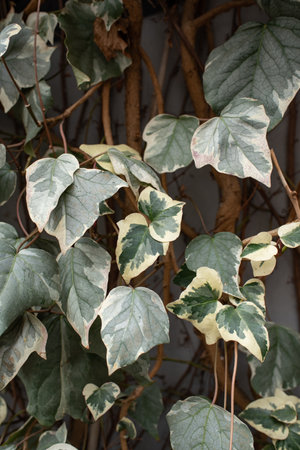 Hedera helix White wonder close up photo. Beautiful plant in European garden. Leaves of ivy outdoor....