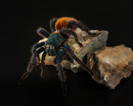Greenbottle blue tarantula crawls on rock, isolated on black. Chromatopelma cyaneopubescens on black background. Beautiful spider studio shot. High quality horizontal photo of exotic petの写真素材